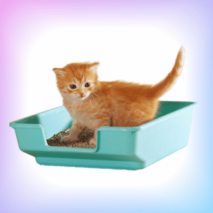 Cat Litter, Trays & Box